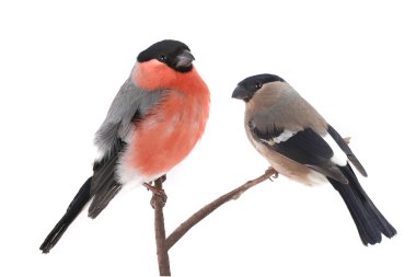 kadın bullfinches