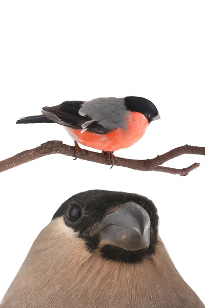 Kobieta bullfinches — Zdjęcie stockowe