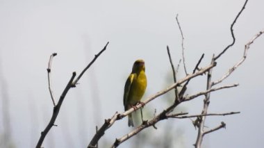 Avrupa yeşil ispinozu (kloris kloris) bir ağaç dalında oturur ve bulanık bir arka planda şarkı söyler. Doğal ses