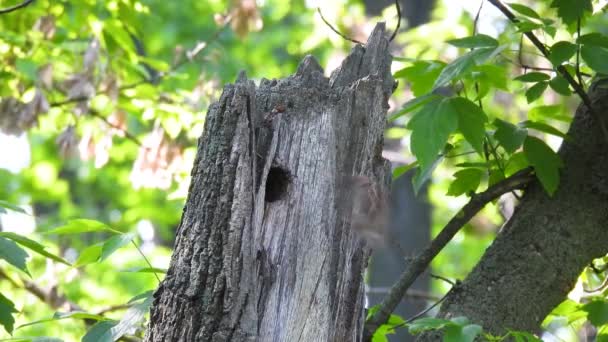 House Sparrow Passer Domesticus Carries Food Hollow Tree Forest Natural — Stock Video