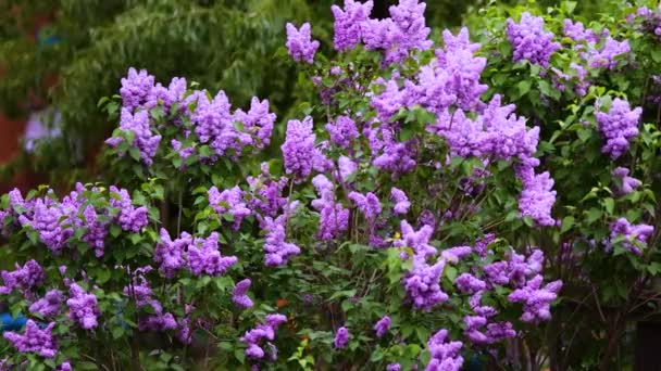 Lilas Pourpre Fleurit Printemps — Video