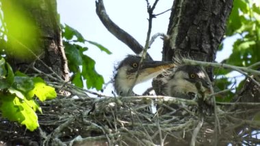 Gri balıkçıllar (ardea cinerea) ağaçtaki bir yuvada otururlar. Doğal ses