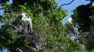 Gri balıkçıllar (ardea cinerea) ağaçta küçük civcivlerle yuvada. Doğal ses