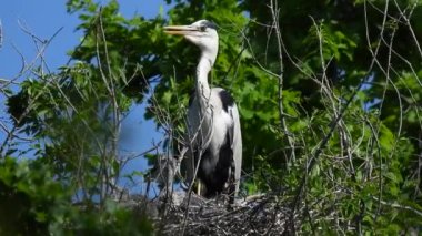 Gri balıkçıl (ardea cinerea), ağaçtaki yavrularıyla birlikte yuvada yaşar. Doğal ses