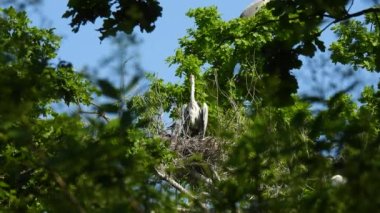 Gri balıkçıl (ardea cinerea), ağaçtaki yavrularıyla birlikte yuvada yaşar. Doğal ses