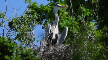 Gri balıkçıl (ardea cinerea), ağaçtaki küçük civcivlerle birlikte yuvanın yanında durur.