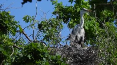 Gri balıkçıl (ardea cinerea), ağaçtaki küçük civcivlerle birlikte yuvanın yanında durur.