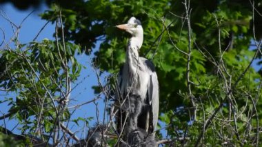 Gri balıkçıl (ardea cinerea), ağaçtaki küçük civcivlerle birlikte yuvanın yanında durur.