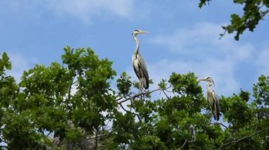 İki güzel gri balıkçıl (ardea cinerea) mavi gökyüzü arka planına karşı bir ağaçta otururlar. Doğal ses