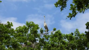 İki güzel gri balıkçıl (ardea cinerea) mavi gökyüzü arka planına karşı bir ağaçta otururlar. Doğal ses