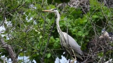 Gri balıkçıl (ardea cinerea) yeşil arka plandaki kuru ağaç dallarında oturmaktadır. Doğal ses