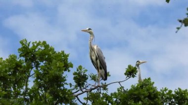 İki güzel gri balıkçıl (ardea cinerea) mavi gökyüzü arka planına karşı bir ağaçta otururlar. Doğal ses