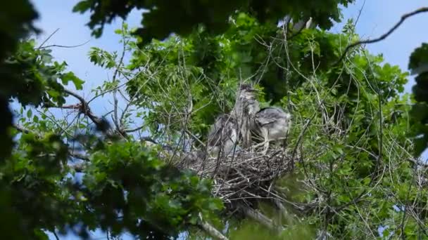 왜가리 Ardea Cinerea 새끼들은 나무에 둥지에 있습니다 — 비디오