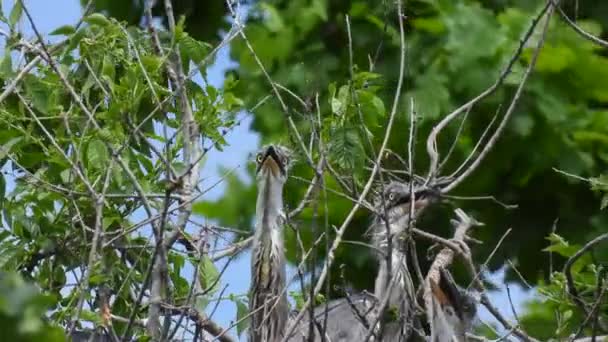 Сірі Чаплячі Пташенята Сидять Гнізді Дереві Природний Звук — стокове відео
