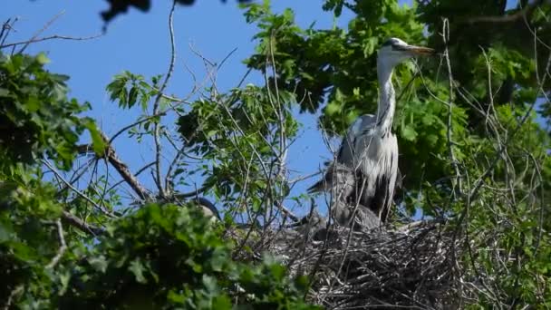 Graureiher Ardea Cinerea Steht Der Nähe Des Nestes Mit Kleinen — Stockvideo