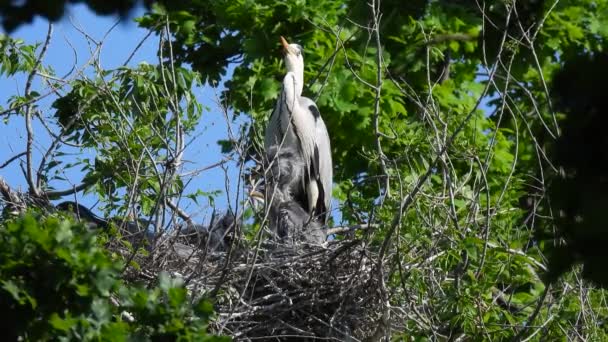 Héron Gris Ardea Cinerea Tient Près Nid Avec Petits Poussins — Video