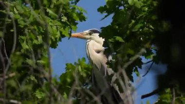 Gri balıkçıl (ardea cinerea), mavi gökyüzü arka planına karşı yeşil yapraklar arasında bir ağaçta oturmaktadır. Doğal ses