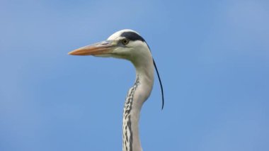 çok güzel bir portre gri balıkçıl (ardea cinerea) karşı mavi bir arkaplan. Doğal ses