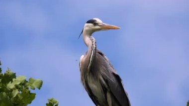 çok güzel bir portre gri balıkçıl (ardea cinerea) karşı mavi bir arkaplan. Doğal ses