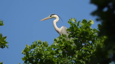 Gri balıkçıl (ardea cinerea) mavi gökyüzü arka planında yeşil bir ağacın üzerinde oturuyor