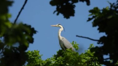 Gri balıkçıl (ardea cinerea) mavi gökyüzü arka planında yeşil bir ağacın üzerinde oturuyor