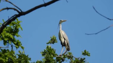 gri balıkçıl (ardea cinerea) mavi gökyüzü arka planında bir ağaç dalında oturur