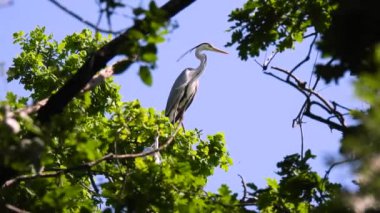 Gri balıkçıl (ardea cinerea) ve büyük beyaz balıkçıl (ardea alba) bir ağaçta otururlar. Doğal ses