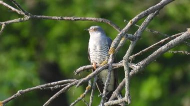 Genel guguk kuşu (guguk kuşu kanorusu) bulanık yeşil arka planda bir ağaç dalında oturur. Doğal ses