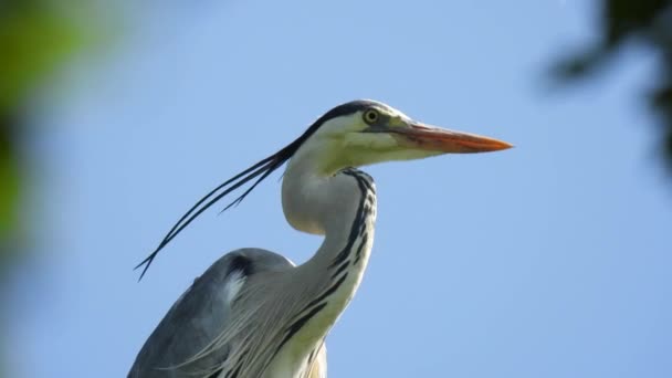 Πολύ Όμορφο Πορτρέτο Ενός Γκρίζου Ερωδιού Ardea Cinerea Φόντο Γαλάζιο — Αρχείο Βίντεο