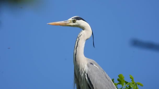 Mycket Vackert Porträtt Grå Häger Ardea Cinerea Mot Blå Himmel — Stockvideo