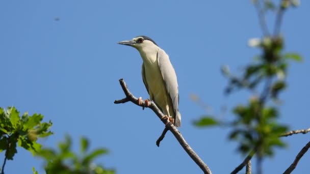 해오라기 Nycticorax Nycticorax 배경의 나뭇가지 — 비디오