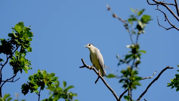 Zwart Gekroonde Nachtreiger Nycticorax Nycticorax Staand Een Boomtak Een Blauwe — Stockvideo