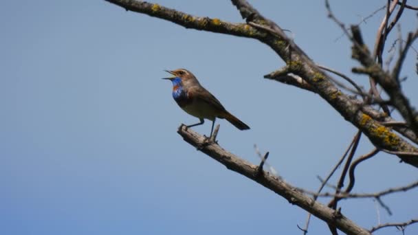 青い空を背景に木の枝にブルースロート Luscinia Svecica を歌う 自然の音 — ストック動画