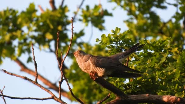 Guguk Kuşu Guguk Kuşu Kanorusu Yeşil Arka Planda Bir Ağaç — Stok video