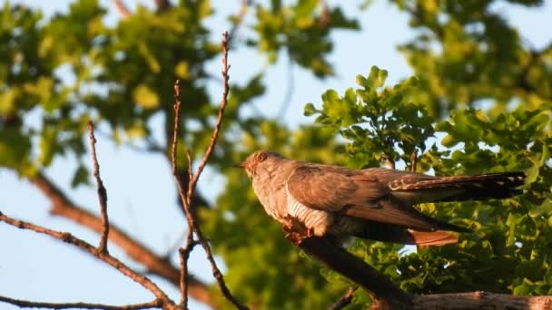 普通的杜鹃 坐在绿色背景的树枝上唱歌 自然的声音 — 图库视频影像