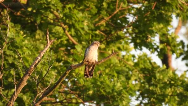 日落时分 普通的杜鹃 坐在森林的树枝上 自然的声音 — 图库视频影像