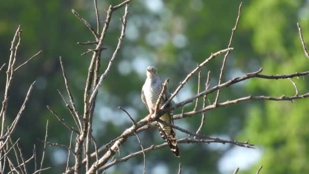 Cuckoo Umum Cuculus Canorus Duduk Cabang Pohon Hutan Dengan Latar — Stok Video