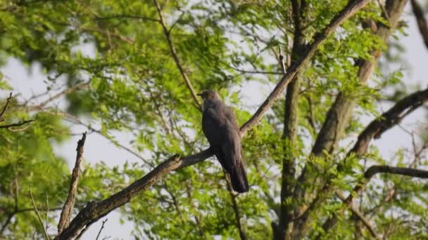 Kukačka Obecná Cuculus Canorus Sedí Větvi Stromu Lese Rozmazaném Zeleném — Stock video