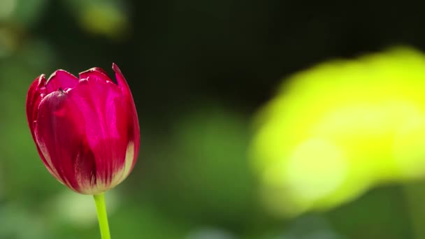 Tulipanes Rojos Sobre Fondo Borroso — Vídeo de stock