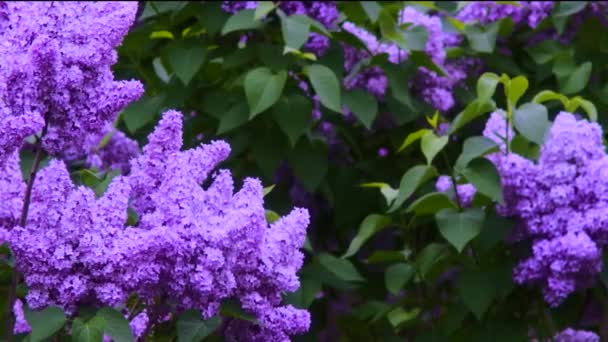 Arbusto Lila Púrpura Floreciendo Primavera — Vídeo de stock