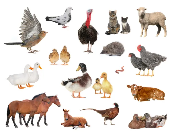 Domestic animals and birds — Stock Photo, Image