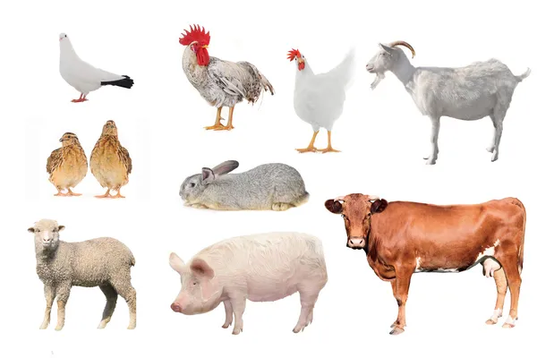 Domestic animals and birds — Stock Photo, Image