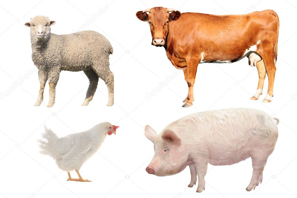 Cow, sheep, pig and hen