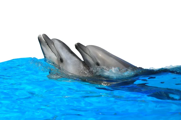 Two dolphins in water