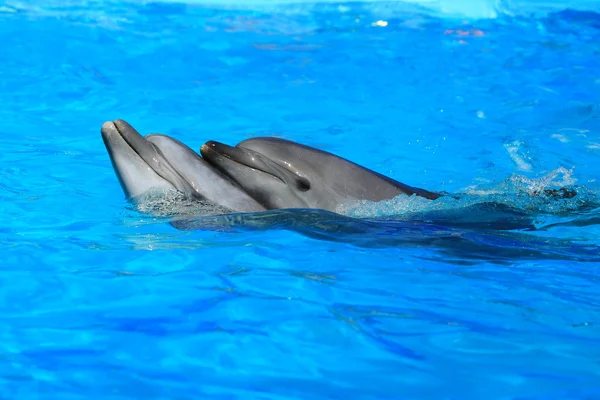 Deux dauphins — Photo