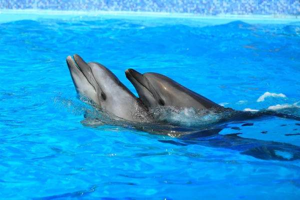 Deux dauphins — Photo