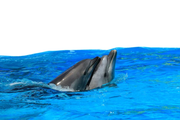 물에 두 돌고래 — 스톡 사진