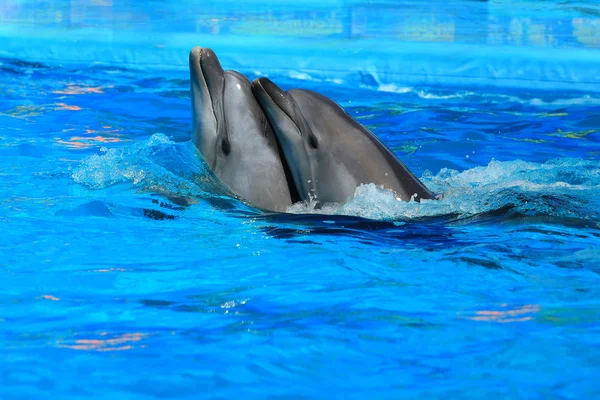 Due delfini — Foto Stock