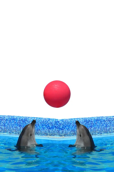 Dolphins in pool with ball — Stock Photo, Image