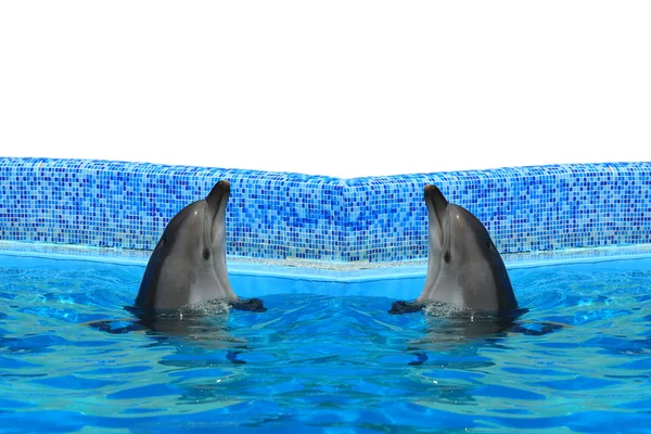 Two dolphins in the pool — Stock Photo, Image